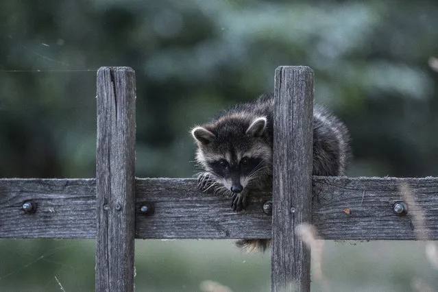 In this July 4, 2018 photo a raccoon sits on a fence in Prietzen, eastern Germany. (Photo by Paul Zinken/DPA via AP Photo)