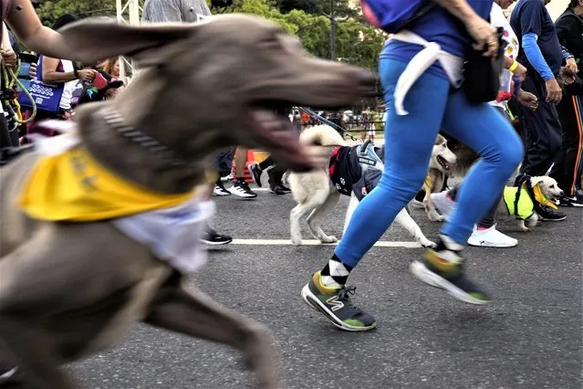 Dogs and owners run during of 4k pet run “A Race with a Cause”, organized to raise funds for a shelter for rescued dogs in Caracas, Venezuela, Sunday, April 30, 2023. (Photo by Ariana Cubillos/AP Photo)