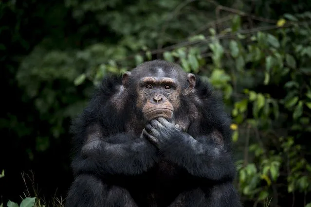 A chimpanzee named Samantha waits for her daily feeding at the Liberia Chimpanzee Rescue Project headquarters in Charlesville, Liberia, November 19, 2015. (Photo by Malin Palm/Reuters)