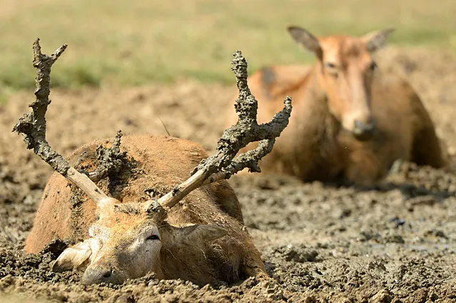 Pere David’s deer keep cool in the heatwave by taking a mudbath at ZSL Whipsnade Zoo on July 24, 2018 in Whipsnade, England. (Photo by Tony Margiocchi/Barcroft Images)