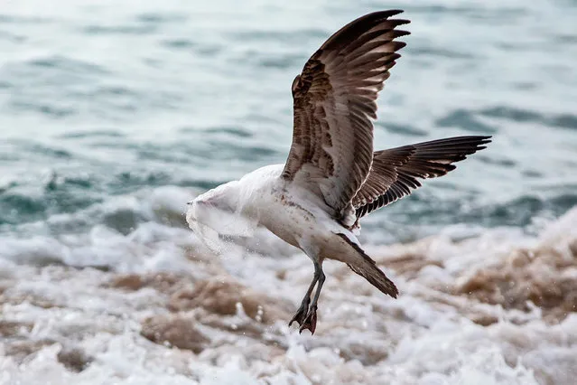 A seagull struggles to take flight covered by a plastic bag, on the seashore at Caleta Portales beach in Valparaiso, Chile on July 17, 2018. The international community has recently become far more sensitive to the environmental problems created in particular by single-use plastics. Chile has been one of the countries leading the way in Latin America against the use of plastic bags. In 2014 the government of Michelle Bachelet banned them in Chilean Patagonia and last year extended that to coastal areas, but now its days are numbered by law and a cultural change is needed. (Photo by Claudio Reyes/AFP Photo)