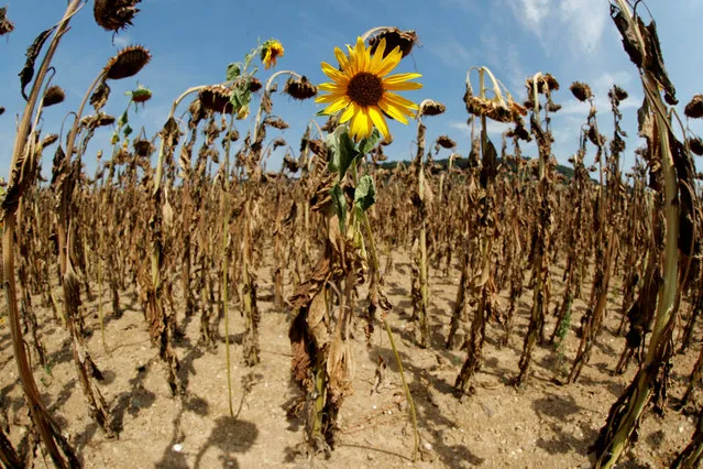 A sunflower blooms in between dried-out ones during hot summer weather on a field near the village of Benken, Switzerland August 6, 2018. (Photo by Arnd Wiegmann/Reuters)