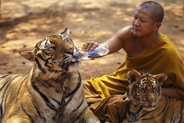 A Buddhist monk feeds a tiger with water from a bottle at the Wat Pa Luang Ta Bua, otherwise known as the Tiger Temple, in Kanchanaburi province February 12, 2015. (Photo by Athit Perawongmetha/Reuters)