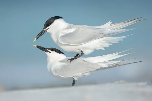 Bird behaviour silver award winner. Cabotís Tern, Thalasseus acuflavidus, by Petr Bambousek, Czech Republic. (Photo by Petr Bambousek/2018 Bird Photographer of the Year)
