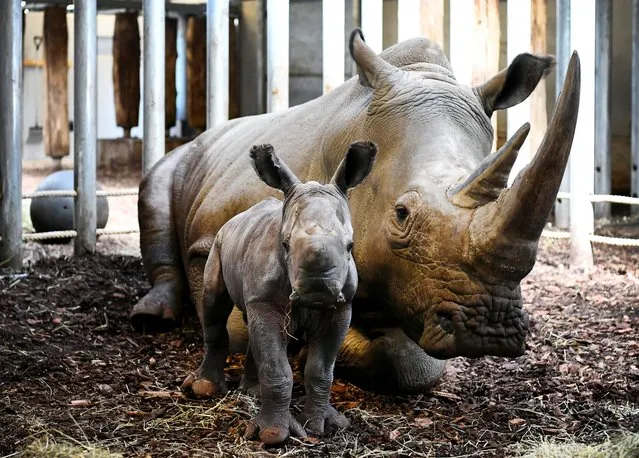 The Royal Burgers' Zoo welcomed a newly-born white rhinoceros in Arnhem, Netherlands on April 6, 2021. (Photo by Piroschka van de Wouw/Reuters)