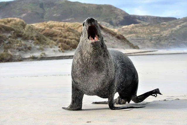 An aggressive sea lion is seen in Sandfly Bay near Dunedin, New Zealand, on August 03, 2023. Sandfly Bay is one of the most popular destinations in Otago Peninsula, featuring yellow eyed penguins, sea lions, fur seals and other wildlife. (Photo by Sanka Vidanagama/NurPhoto via Getty Images)