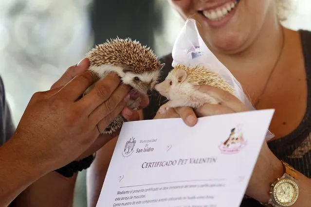 A hedgehog wearing a bridal veil is seen next to another after making a paw print on a symbolic pets wedding certificate during Valentine's Day celebrations organized by a local municipality in Lima February 14, 2015. (Photo by Enrique Castro-Mendivil/Reuters)