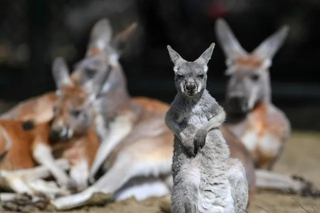 A young red kangaroo looks on at Hellabrunn Zoo after its re-opening, while measures to contain the coronavirus disease (COVID-19) are still in place in Munich, Germany, May 3, 2021. (Photo by Andreas Gebert/Reuters)