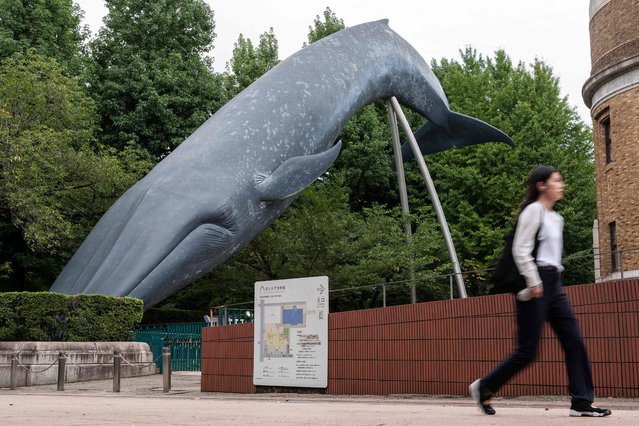 A woman walks past a full-sized model of a blue whale outside the National Museum of Nature and Science at Ueno Park in Tokyo on August 9, 2023. Japan's second-oldest museum has raised 3.4 million USD through crowdfunding after reportedly being denied additional financial support to cover soaring utility bills to preserve its collection of animal and plant specimens. (Photo by Richard A. Brooks/AFP Photo)