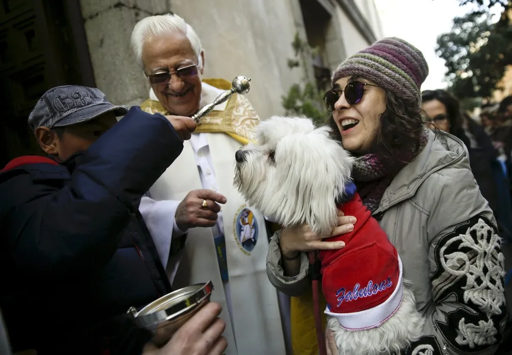 Pets Fill Spanish Churches for St Anthony's Day Blessing