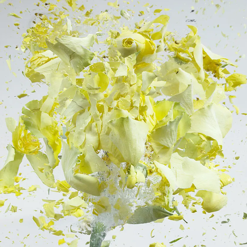 High Speed Flower Explosions by Martin Klimas