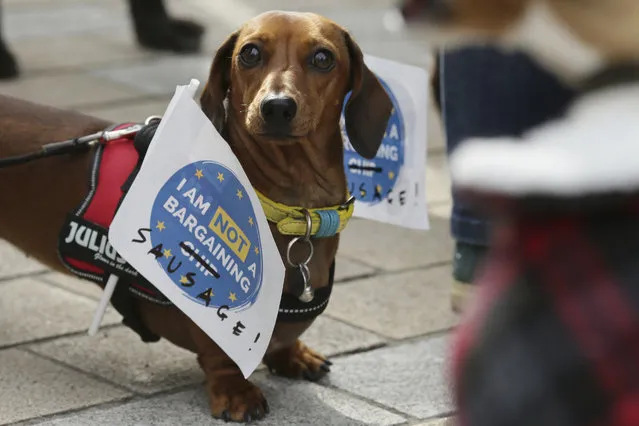 Dogs and their owners gather at Waterloo Place ahead of a march to Parliament Square in a “Wooferendum” to demand a People's Vote on Brexit, in London, Sunday Oct. 7, 2018. (Photo by Tim Ireland/AP Photo)