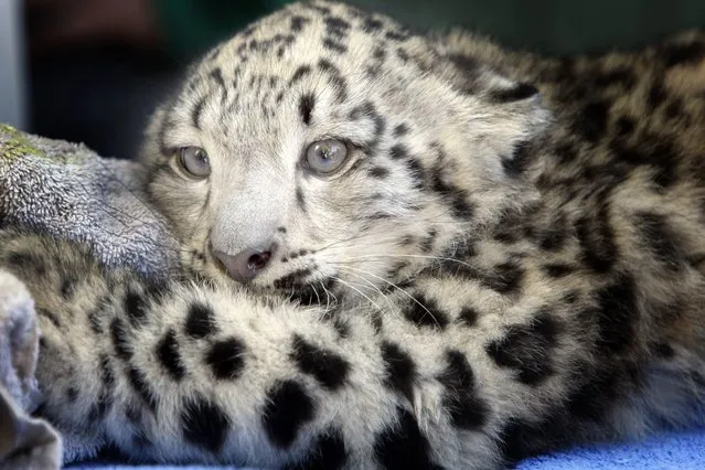 Memphis Zoo lead vet, Felicia Knightly, examines the new baby snow leopard, Taza, on Oktober 13, 2013. (Photo by The Commercial Appeal/Landov)