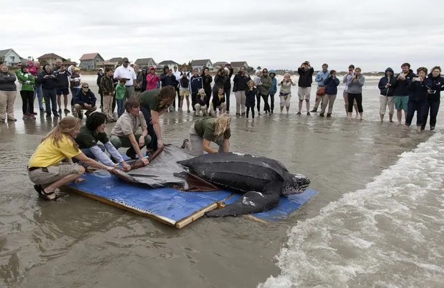 Staff with the South Carolina Aquarium, the Sea Turtle Rescue Program and South Carolina Department of Natural Resources, release a leatherback turtle in Isle of Palms, South Carolina March 12, 2015. (Photo by Randall Hill/Reuters)