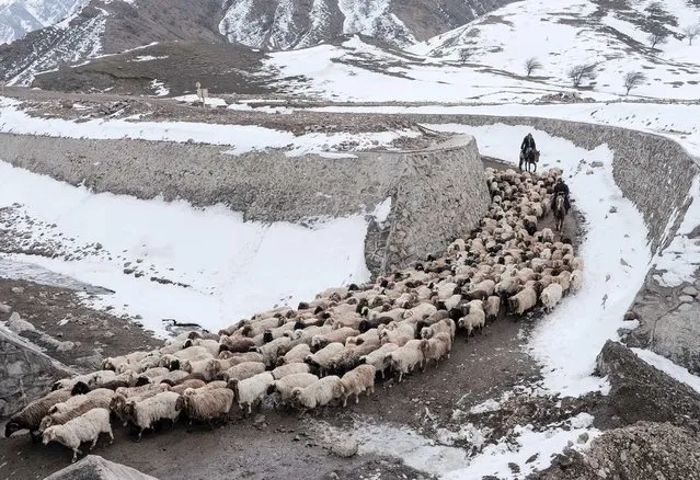 Herders drive their sheep and goats along a dirt road next to snow-covered fields in Yili, Xinjiang Uighur Autonomous Region, March 15, 2015. (Photo by Reuters/China Daily)