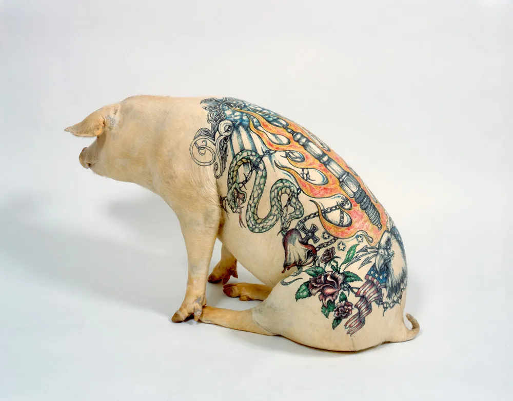 Tattooing Pigs by Wim Delvoye 