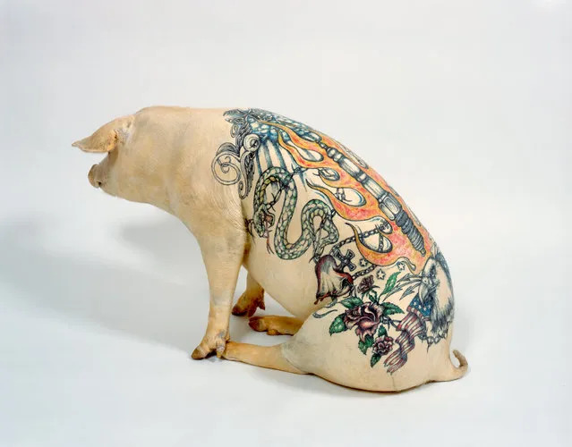 Tattooing Pigs By Wim Delvoye