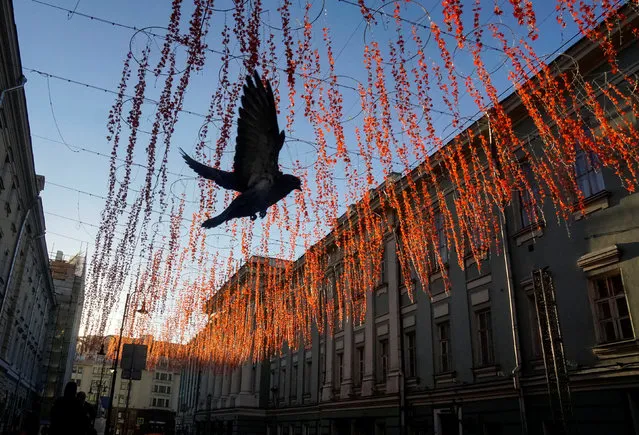 A pigeon flies under  street illuminations at sunny morning in the center of Moscow, Russia November 11, 2018. (Photo by Shamil Zhumatov/Reuters)