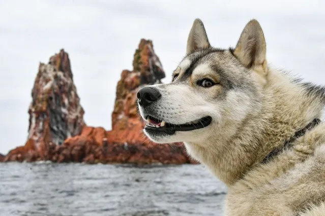 A husky puppy on a boat off Verkhovskogo Island in Peter the Great Gulf in the Sea of Japan, Primorye Territory, Russia on June 29, 2021. (Photo by Yuri Smityuk/TASS)