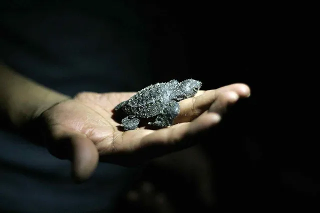A volunteer holds a Olive Ridley turtle hatchling (Lepidochelys olivacea) at the turtle camp La Gloria in Tomatlan November 15, 2013. (Photo by Alejandro Acosta/Reuters)