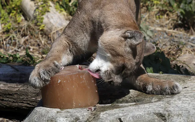 A puma cools off with an ice cube containing frozen meat juice at the Zoo of Vincennes in Paris France, August 2, 2018. Hot air from Africa is bringing a new heatwave to Europe, prompting health warnings about Sahara Desert dust and exceptionally high temperatures that are forecast to peak at 47 degrees Celsius (116.6 Fahrenheit) in some southern areas. (Photo by Michel Euler/AP Photo)
