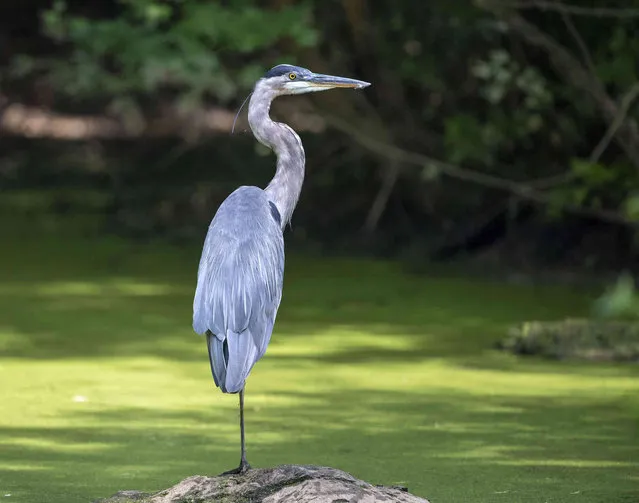 In this August 6, 2021 photo, a great blue heron perches on a rock as it watches for a meal to swim by at the Sugar Hollow Wetlands in Bristol, Va. (Photo by David Crigger, Bristol Herald Courier)/Bristol Herald Courier via AP Photo)