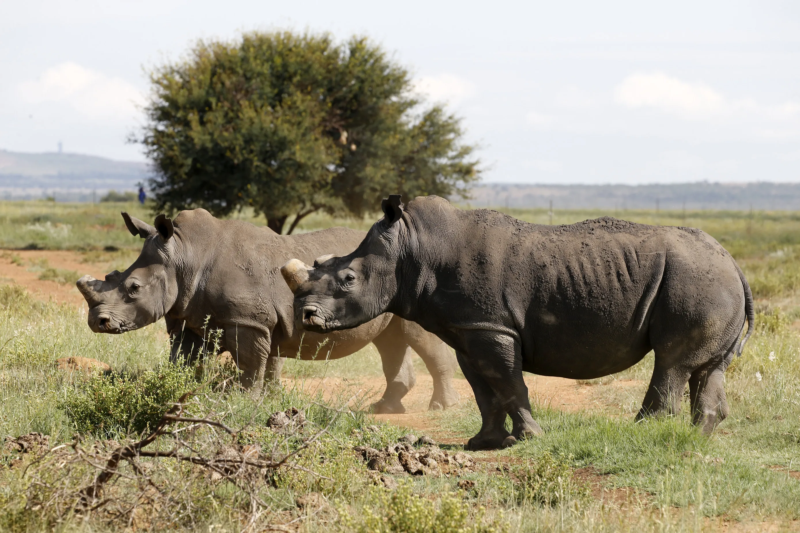 Бело черный носорог. Камерунский черный носорог. Камерунский подвид черного носорога. 12. Камерунский чёрный носорог. Черный носорог носорог.