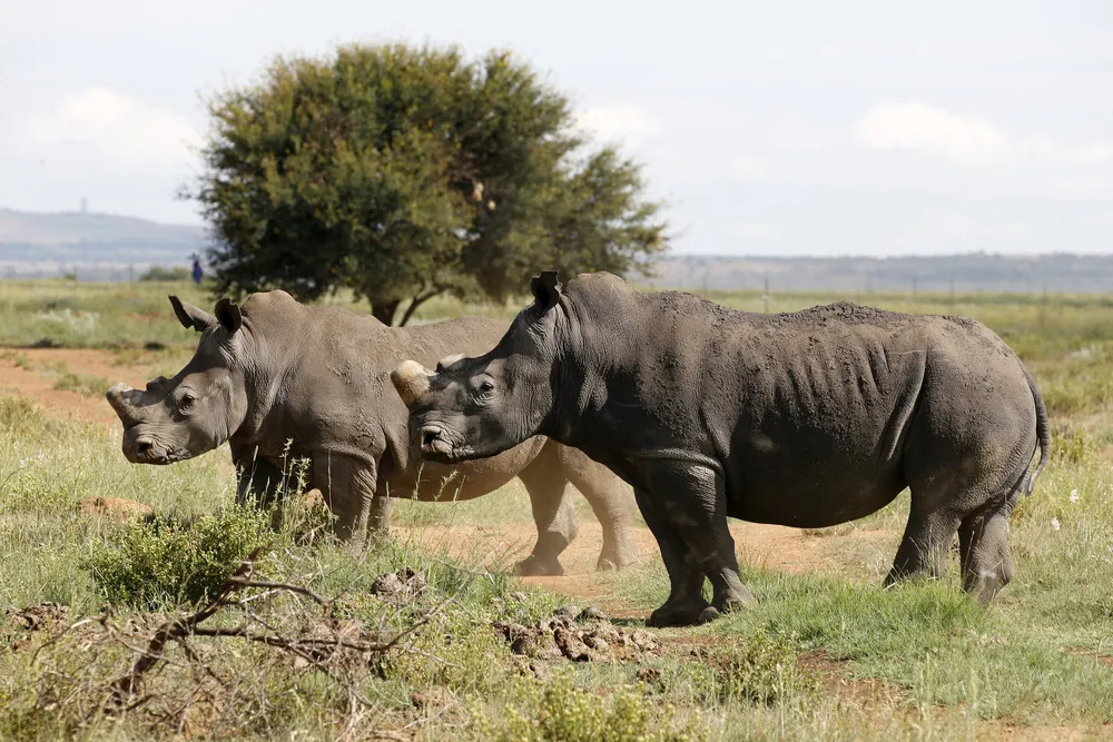 Dehorning Rhinos