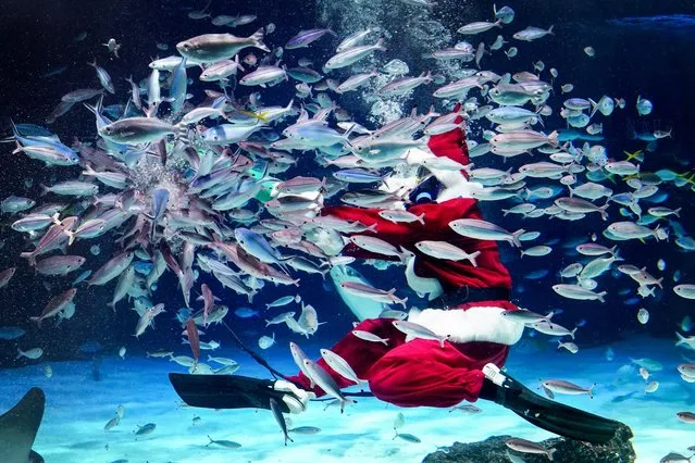A diver dressed in a Santa Claus costume feeds the fish at Sunshine Aquarium during preparations for the upcoming Christmas special event in Tokyo on December 14, 2023. (Photo by Kazuhiro Nogi/AFP Photo)