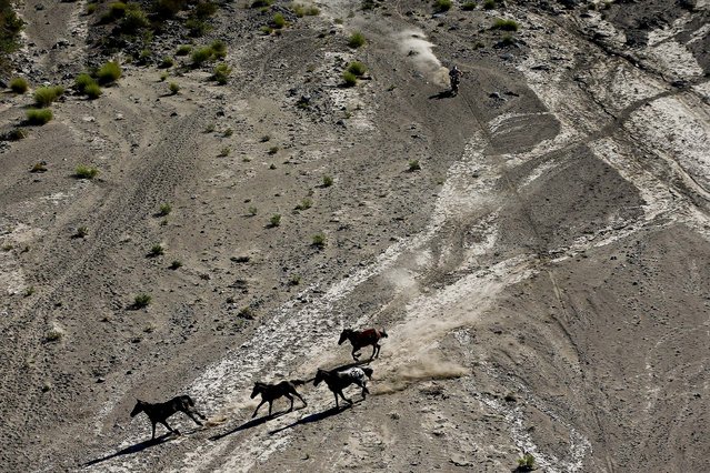 Horses run as Marc Coma of Spain approaches with his KTM motorcycle during the second stage of the Dakar Rally. (Photo by Victor R. Caivano/Associated Press)