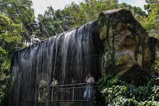 A pelican rests on top of a waterfall as visitors stand behind it at KL Bird Park in Kuala Lumpur on December 27, 2023. (Photo by Mohd Rasfan/AFP Photo)