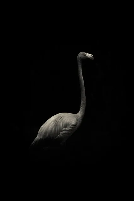 Flamingo. (Photo by Alex Teuscher/BNPS)