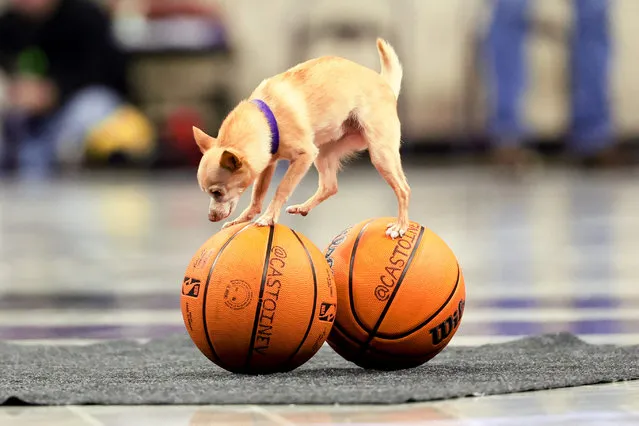 Scooby performs at halftime of the game between the TCU Horned Frogs and Texas Tech Red Raiders at Ed and Rae Schollmaier Arena in Fort Worth, Texas on January 30, 2024. (Photo by Kevin Jairaj/USA TODAY Sports)