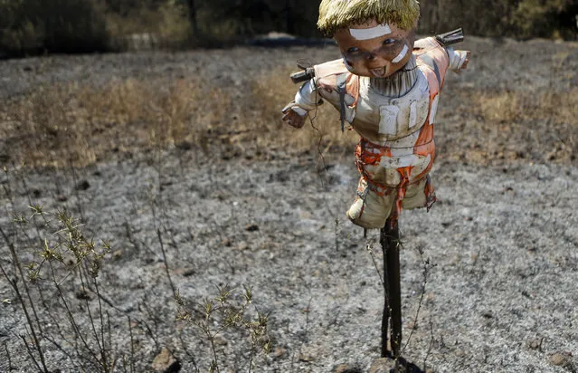 In this Saturday, January 28, 2017 photo, a scarecrow doll stands in a scorched potato field destroyed by wildfires in Florida, Chile. (Photo by Esteban Felix/AP Photo)