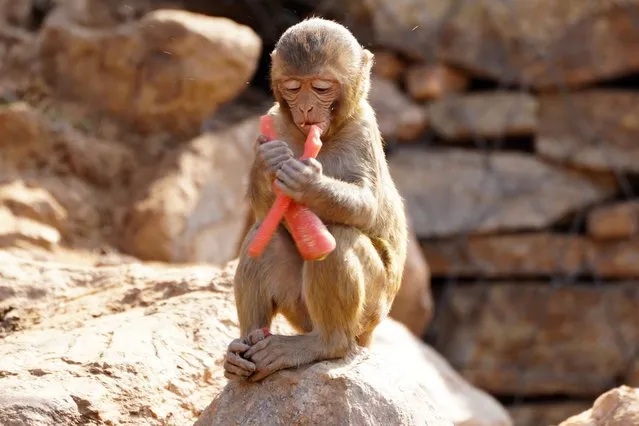 A monkey nibbles on a snack in Rajasthan, India on January 25, 2024. (Photo by ABACA Press/Rex Features/Shutterstock)