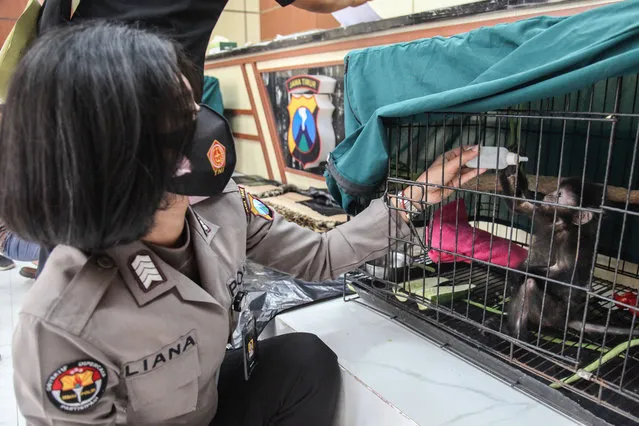 An officer feeds a baby Javan langur seized from illegal wildlife traders in Surabaya, East Java, Indonesia on October 13, 2021. Officers also secured binturong and Javan porcupine skin, most of which are obtained from hunting in the forest of East Java. (Photo by Anadolu Agency/Getty Images)
