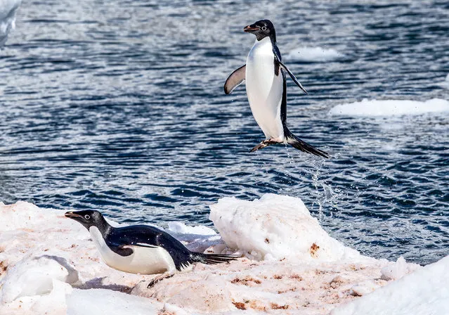 Adélie penguins return to an iceberg after a fishing trip in the last decade of February 2024. Populations of Adélie penguins in Antarctica have fallen by more than 65 per cent in the past 25 years. (Photo by Brian Matthews/Solent News)
