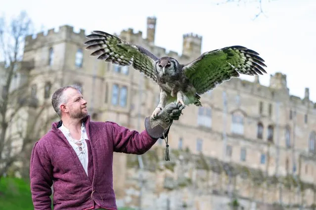 Ernie the owl, one of Warwick Castle’s longest standing feathery staff members, is up for retirement after the Easter holidays, in the last decade of March 2024. Ernie has flown, on average, twice a day, every day for the past three decades. His most recent career highlight was with The Falconer’s Quest, the UK’s largest bird of prey show. (Photo by Nicola Gotts Photography)