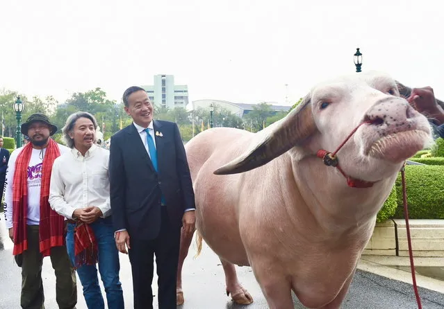 A handout photo made available by the Royal Thai Government shows Thai Prime Minister Srettha Thavisin (R) inspecting a rarity albino buffalo next to its owner Jittanart Limthongkul (C) at the Government House in Bangkok, Thailand, 20 March 2024. The Thai Prime Minister Srettha Thavisin aimed to explore Thailand's buffalo breeding industry after welcoming the rarity four-year-old albino buffalo Ko Muang Phet, 1.8 meters tall and 1400 kilograms of weight, which fetched 500,000 US dollars (18 million baht) and was claimed as Thailand's top giant remarkable breeding buffalo. (Photo by Royal Thai Government/EPA) 