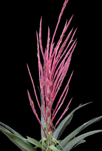 The bromeliad Tillandsia religiosa is seen in this undated handout picture obtained by Reuters May 21, 2015. T. religiosa is one of SUNY College of Environmental Science and Forestry's “Top 10” species discovered in 2014. (Photo by A. Espejo/Reuters)