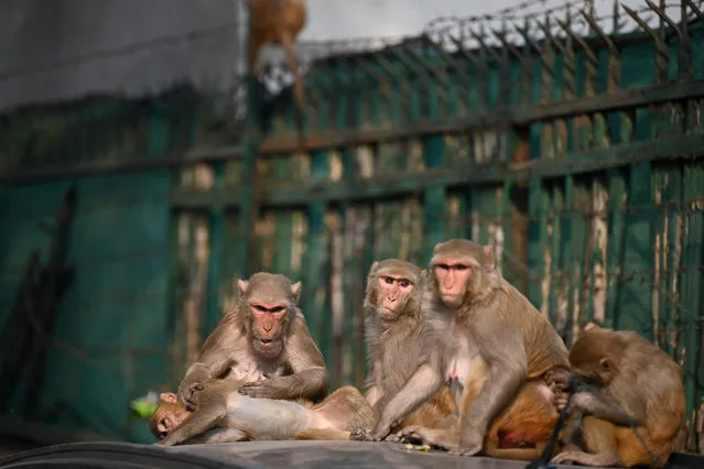 Monkeys sit on top of a car at a market area in New Delhi on December 14, 2021. (Photo by Sajjad Hussain/AFP Photo)