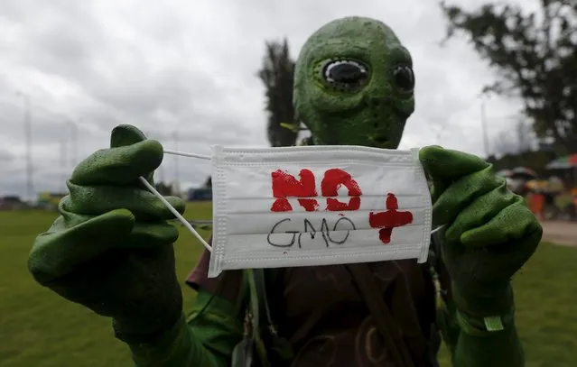 Demonstrator take part during a protest against Monsanto Co, the world's largest seed company in Bogota May 23, 2015. (Photo by John Vizcaino/Reuters)