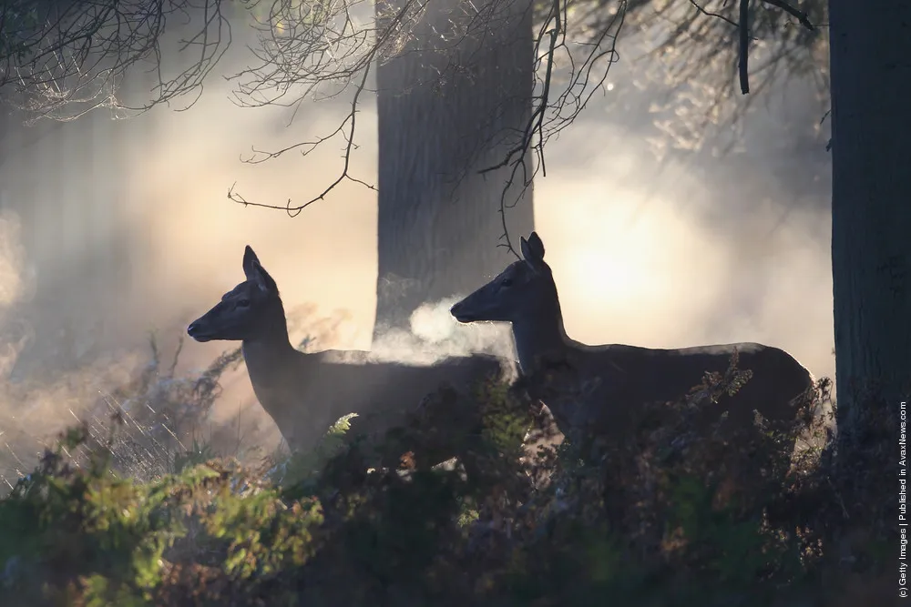 The Autumn Deer Rut In London's Richmond Park