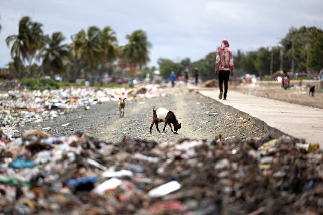 A goat eats garbage in Cap-Haitien, Haiti on April 25, 2024. (Photo by Ricardo Arduengo/Reuters)