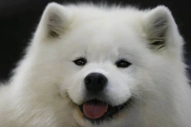 Smiling Snowball Moon Sonnet, a Samojed female dog is displayed at the World Dog Show in Rho, near Milan, Italy, Saturday, June 13, 2015. (AP Photo/Luca Bruno)