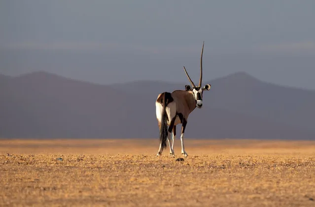 A gemsbok or South African oryx (Oryx gazella) in the Namib-Naukluft national park in Namibia. (Photo by Xinhua News Agency/Rex Features/Shutterstock)