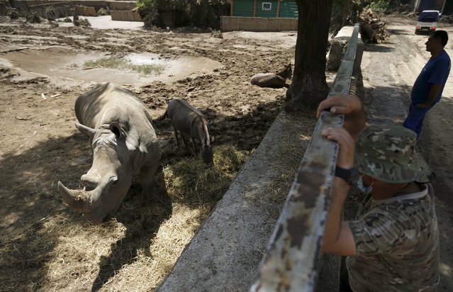 Rescue workers watch a rhinoceros and donkeys inside their enclosure at a zoo in Tbilisi, Georgia, June 17, 2015. Tigers, lions, bears and wolves were among more than 30 animals that escaped from a Georgian zoo and onto the streets of the capital Tbilisi on Sunday during floods that killed at least 12 people. REUTERS/David Mdzinarishvili