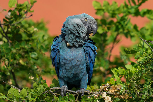 A Spix's macaw perches in a tree in a breeding facility project in its native habitat in a rural area of Curaca, Bahia state, Brazil, Tuesday, March 12, 2024. A South African couple is reintroducing the Spix’s macaw to nature through breeding and reintroduction efforts. Despite challenges such as habitat loss, climate change and government disagreements, they are working with local communities to return the bird to its native habitat. (Photo by Andre Penner/AP Photo)