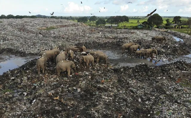 Wild elephants scavenge for food at an open landfill in Pallakkadu village in Ampara district, about 210 kilometers (130 miles) east of the capital Colombo, Sri Lanka, Thursday, January 6, 2022. Conservationists and veterinarians are warning that plastic waste in the open landfill in eastern Sri Lanka is killing elephants in the region, after two more were found dead over the weekend. Around 20 elephants have died over the last eight years after consuming plastic trash in the dump. Examinations of the dead animals showed they had swallowed large amounts of nondegradable plastic that is found in the garbage dump, wildlife veterinarian Nihal Pushpakumara said. (Photo by Achala Pussalla/AP Photo)