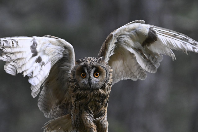 The long-eared owl (Asio otus), is released to nature after competed its treatment by Ankara University Faculty of Veterinary Medicine Animal Hospital, in Ankara, Turkiye on May 26, 2024. Nature Conservation and National Parks teams nursed the eagle, which had serious wounds on its wing and neck, back to health after its treatment at Ankara University Faculty of Veterinary Medicine Animal Hospital. The eagle, which was placed in a cage, was released into the nature with academicians and volunteer students in the Wildlife Development Area in Kizilcahamam Soguksu National Park. (Photo by Dogukan Keskinkilic/Anadolu via Getty Images)